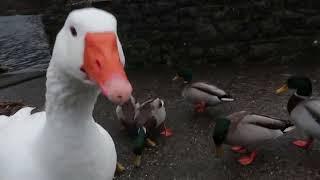 looks like alot of the birds where happy to see me today at llyn padarn