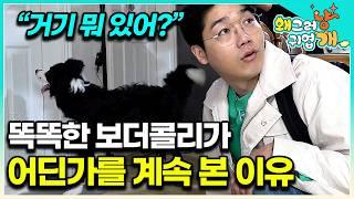“상당히 심각한 거예요” 세나개 최고난도 미스터리 견의 등장! 보더콜리의 눈에만 보이는 무언가?│#왜그러냥귀엽개