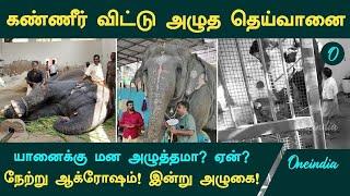 Thiruchendur Elephant Attack கண்ணீர் விட்டு அழுத தெய்வானை...யானைக்கு மன அழுத்தமா? ஏன்?