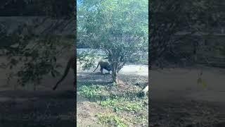 ️В Калининграде "дуб" зелёный и дивный лев под "дубом" тем...#калининградский_зоопарк