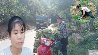 Single father harvests bananas alone. Huan takes care of the vegetable garden.