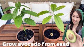 【Home Garden】2 ways to grow avocado tree from seed + why you failed | 用果核种植牛油果，2种方法 + 揭秘发芽失败原因