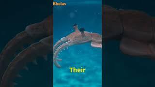 Mysterious World Of Ediacaran!