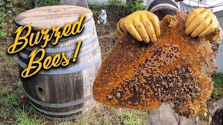 Wine Barrel | Bee Removal