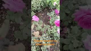 Розы питомник саженцы #rose #розы