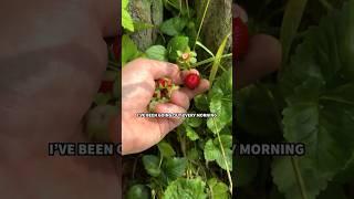 Wild false strawberries for chickens #homestead #foragedfood
