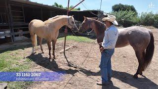 VENDIDO - CODICIADO- Caballo de 4 años Nieto de Topsail Whiz ya enfrenado