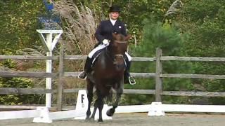 Sir Sinclair, Keur. Dressage Stallion at Iron Spring Farm