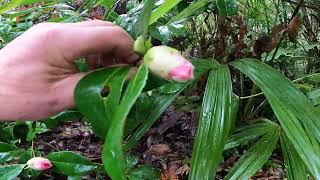 Camellia japonica ready to bloom