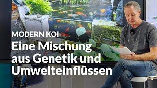 Wenn alle Kohaku im Teich Shimi bekommen | Modern Koi Blog #6900