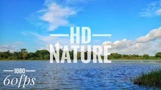 HD Nature View||A Small Pond Nearest To The Forest||1080 at60fps.