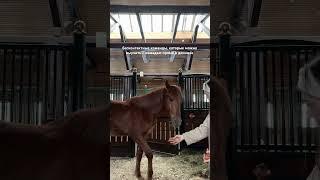 Бесконтактные команды, которые можно выучить прямо в деннике ️ выучили за один день  #лошадь