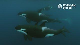 White Shark vs. Orca – Who’s the Top Predator?