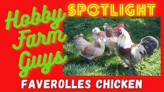 HFG Farm Animal Spotlight: Faverolles Chicken