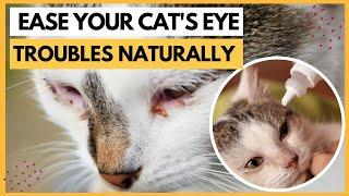 How to Treat Cat Eye Infection At Home?Ease Your Cats Watery Eyes Naturally