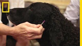 Treating Animals With Acupuncture | National Geographic