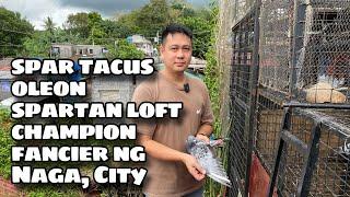 SPARTACUS OLEON SPARTAN LOFT, CHAMPION FANCIER NG NAGA CITY |Reggie Cruz Loft & Aviary