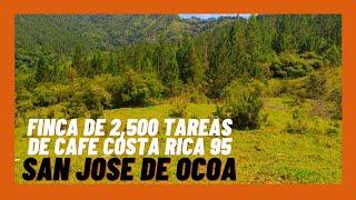 Finca de 2600 tareas de Café y Madera de acacia