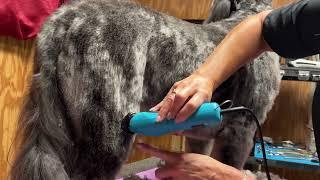 TRANSFORM your STRUGGLES to use DOG GROOMING TOOLS