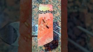 زراعة البطيخ #علوم_الزراعه #gardening #explore #اكسبلور #arabic #music #love #plant #زراعة #song