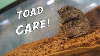 How to Care for a Texas Toad