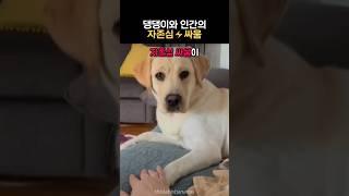 댕댕이와 인간의 자존심 싸움  #유머 #강아지