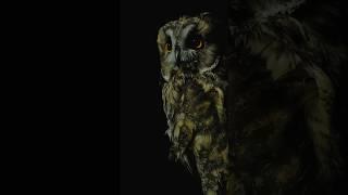 The Mothman Mysteries: Sightings & Tragedy