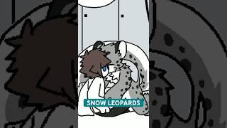 Changed Special Edition SNOW LEOPARDS