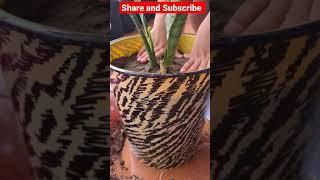 How to grow Snake plant fast growing | How to Grow Sansevieria at home | Snake plant | indoor plant