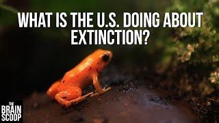 Endangered Species: an explainer