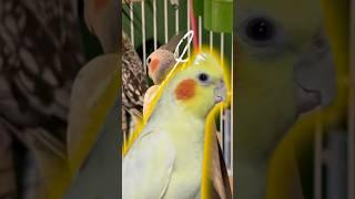 Bianca is caught escaping from the cage!! calopsitanews #cockatiel #cockatiels #gabicalopsitanews