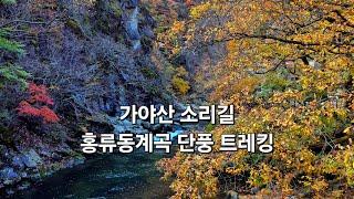 합천 가야산 소리길 홍류동계곡 단풍 트레킹