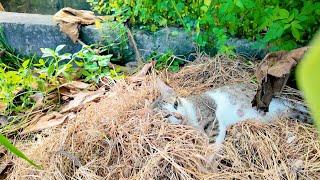 A Miracle Rescue: How We Saved a Weak Mother Cat and Her Kittens | LTT Animal - Poor Cats