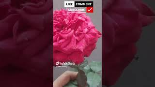 Beautiful Rose plant #shorts#ytshorts #TGMGardening Care Tips