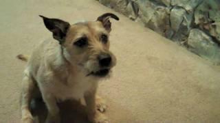 Bandit Is The WORST Dog In The World!!! (3.16.10)
