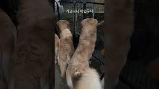 지들 봐주다 가고나면 아쉬운 골든리트리버 6마리 #짱아네가족 #3대가사는집 #goldenretriever