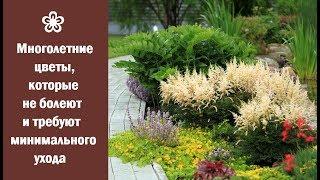  Многолетние цветы, которые не болеют и требуют минимального ухода