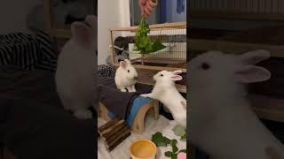 Nom nom #bunny #pets #cute