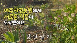 여주자연농원에서 도착한 새 식물을 심습니다 l Garden Diary EP22