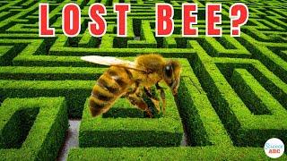 What Happens To Bees When They Get Lost?