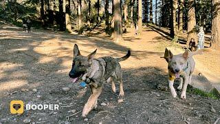 Frosty's Portland Dog Park Tour - Mt. Tabor Dog Park, Portland OR (3/63)