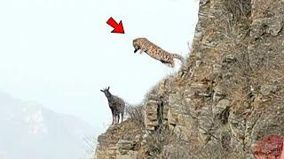 SNOW LEOPARD ATTACKS GOAT ON CLIFF