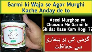 Aseel Care || Aseel Care in Summer || Aseel Murga ki Khurak