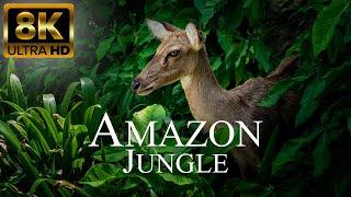 Amazon Jungle 8K ULTRA HD | Wilde Tiere des Regenwaldes | Entspannungsfilm