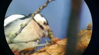 SkyWatcher 114/500 + 4mm eyepiece + Mobile phone - Woodpecker