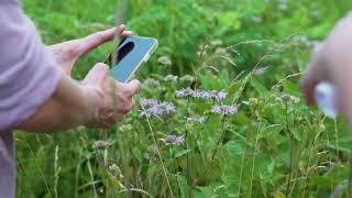 Native Meadows in Bloom!