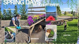 what I do if there's things I need? + spring cleaning, planting veggies etc. | a very busy week 