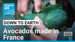 Fancy an avocado? Try a French one! • FRANCE 24 English