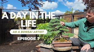 A Day In The Life As A Bonsai Artist - Ep. 7