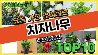 치자나무 추천 판매순위 Top10 || 가격 평점 후기 비교